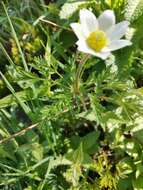 Imagem de Pulsatilla alpina subsp. austroalpina D. M. Moser