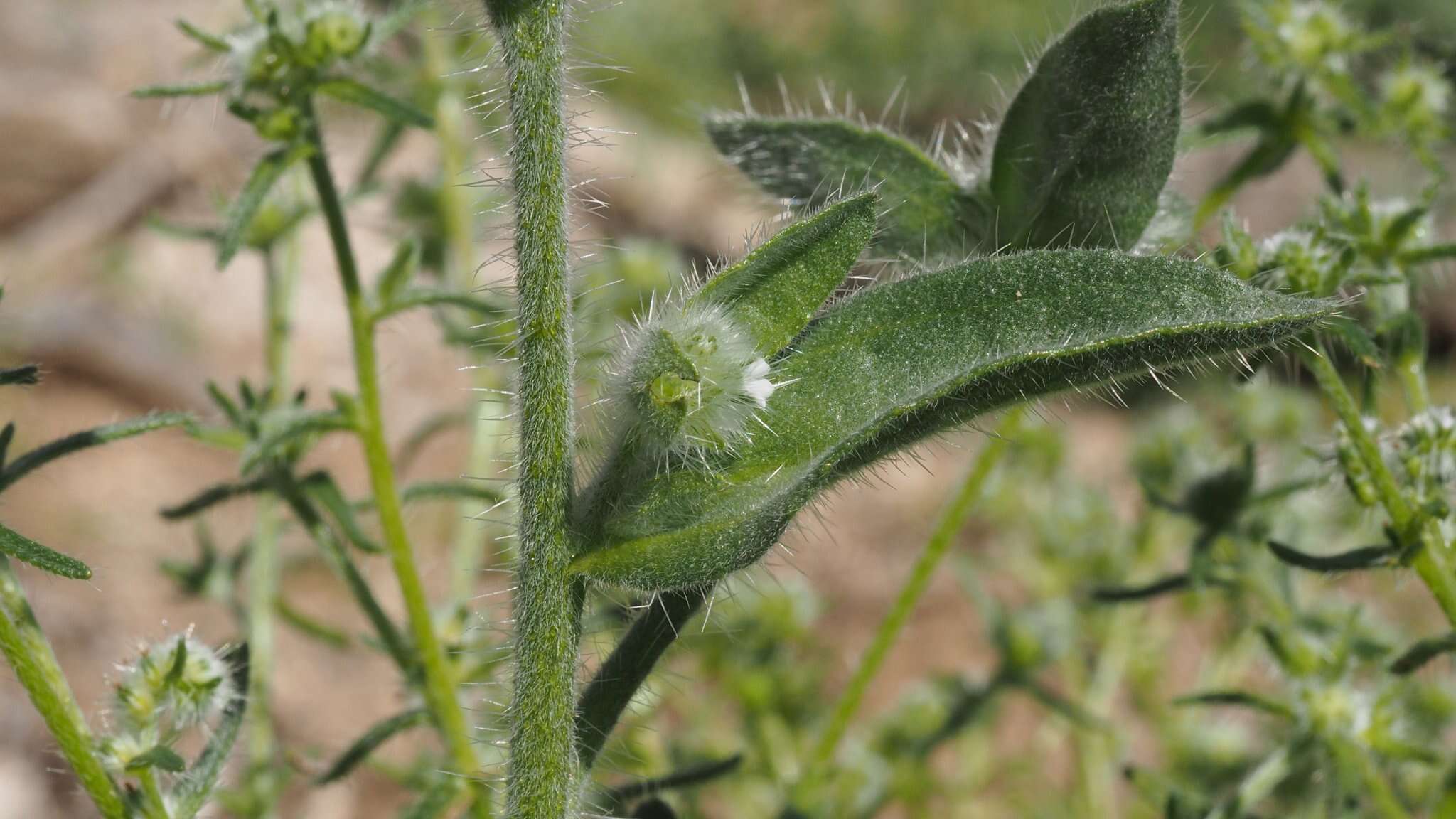 Image of Simpsonanthus jonesii (A. Gray) Guilliams, Hasenstab & B. G. Baldwin