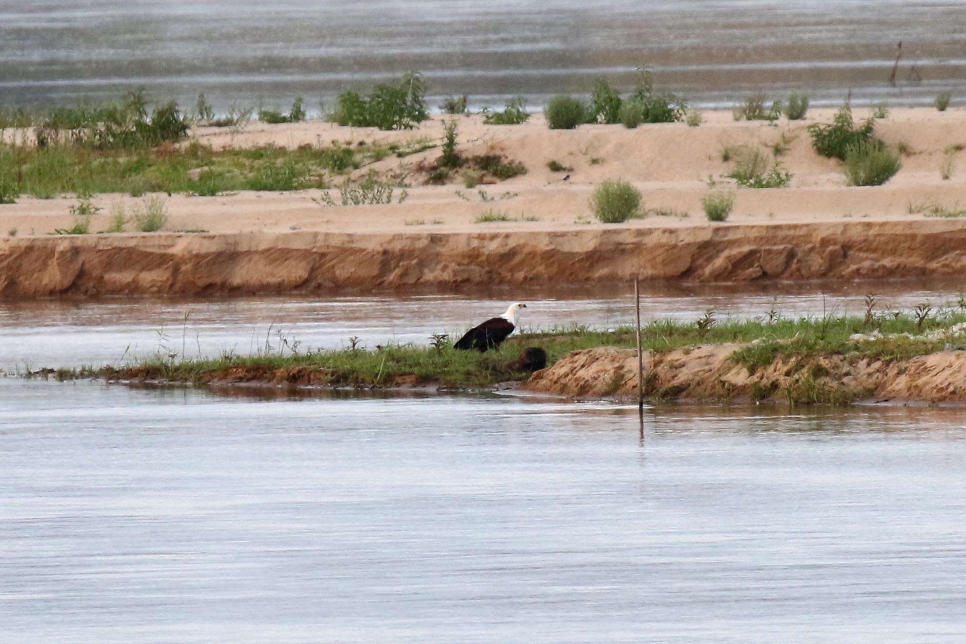 Image of African Fish Eagle