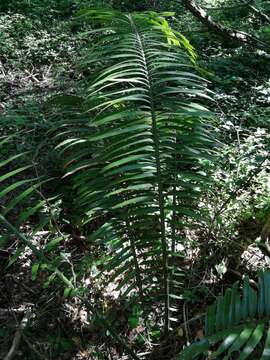 Image of Ground Cycad