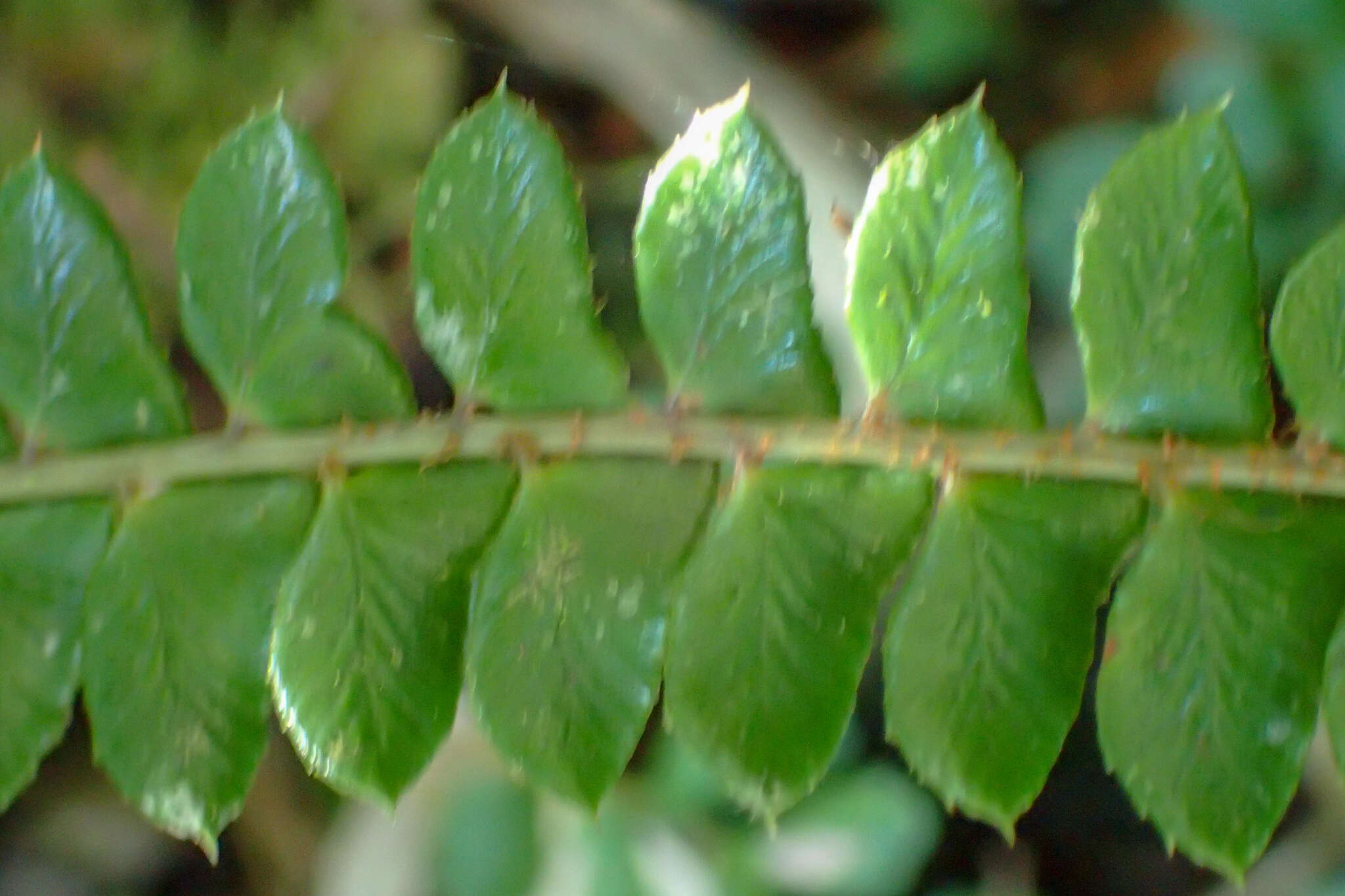 Image of Polystichum levingei C. Hope ex Christ