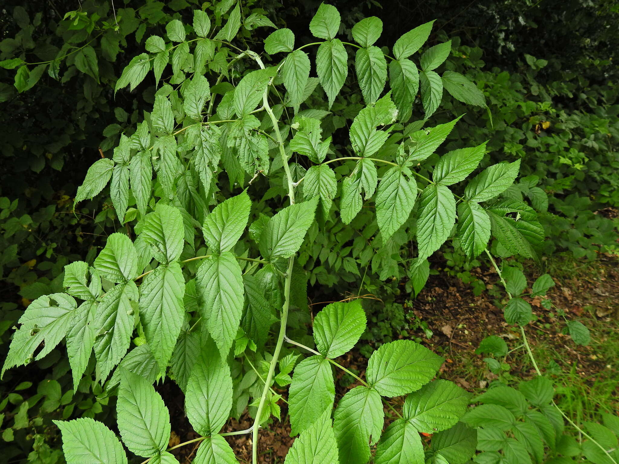 Слика од Rubus cockburnianus Hemsl.