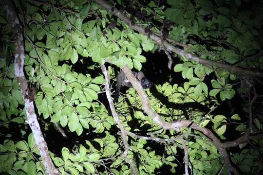 Image of small-toothed palm civet