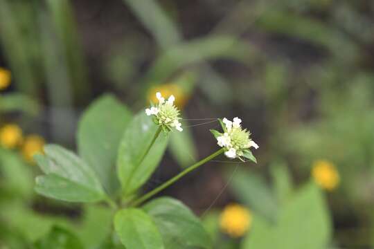 صورة Lippia dulcis Trevir.