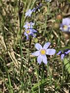 Image of Spear-Bract Blue-Eyed-Grass