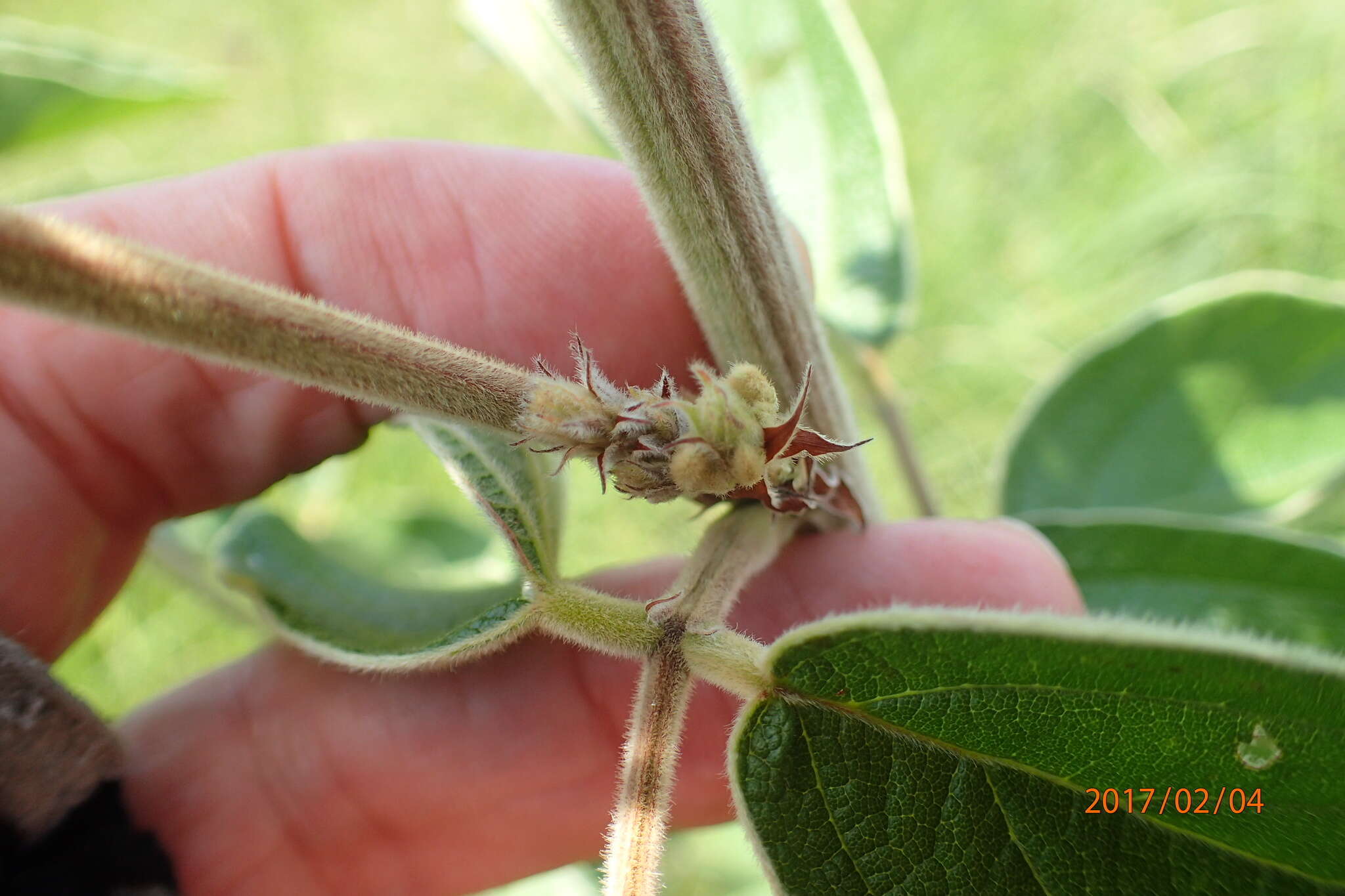 Image of Bug catcher