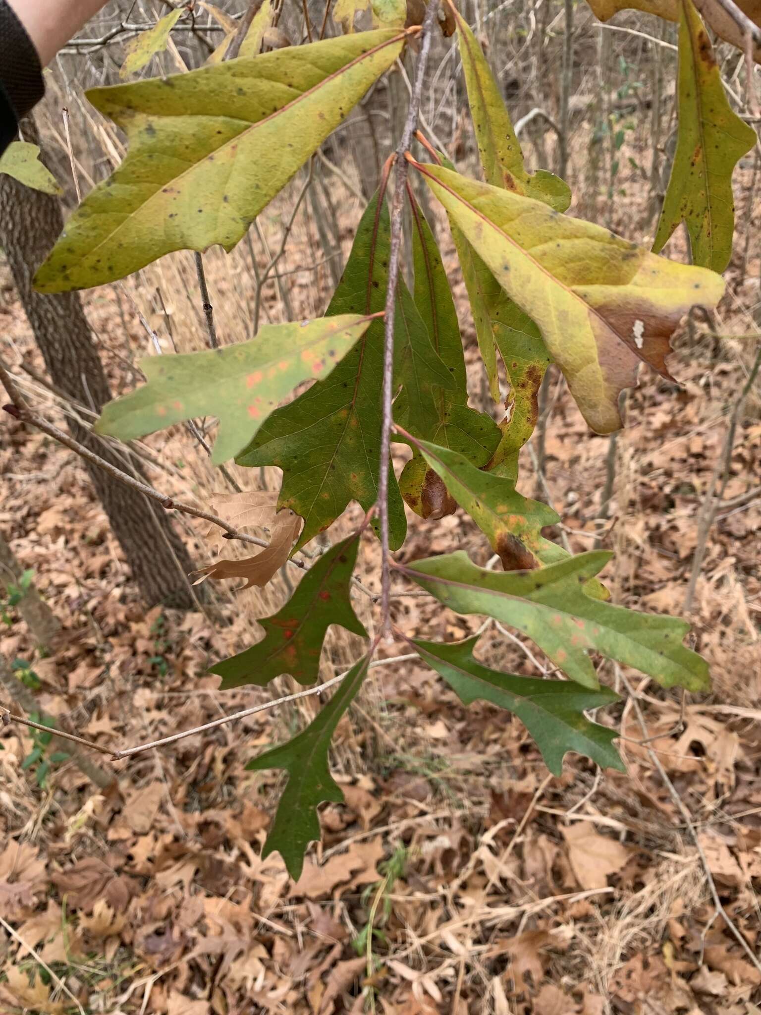 Imagem de Quercus filialis Little