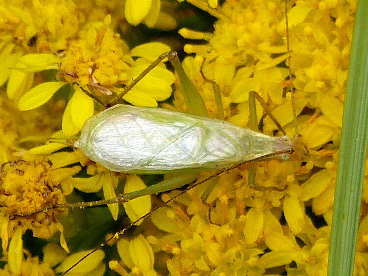 Image of Black-horned Tree Cricket