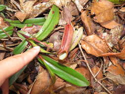 Image of Nepenthes tentaculata Hook. fil.