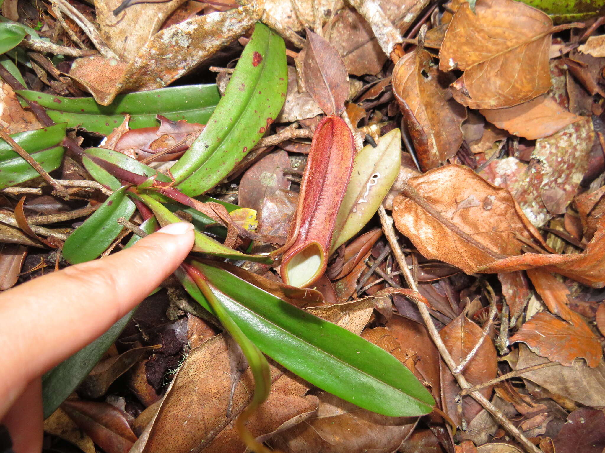 Image of Nepenthes tentaculata Hook. fil.