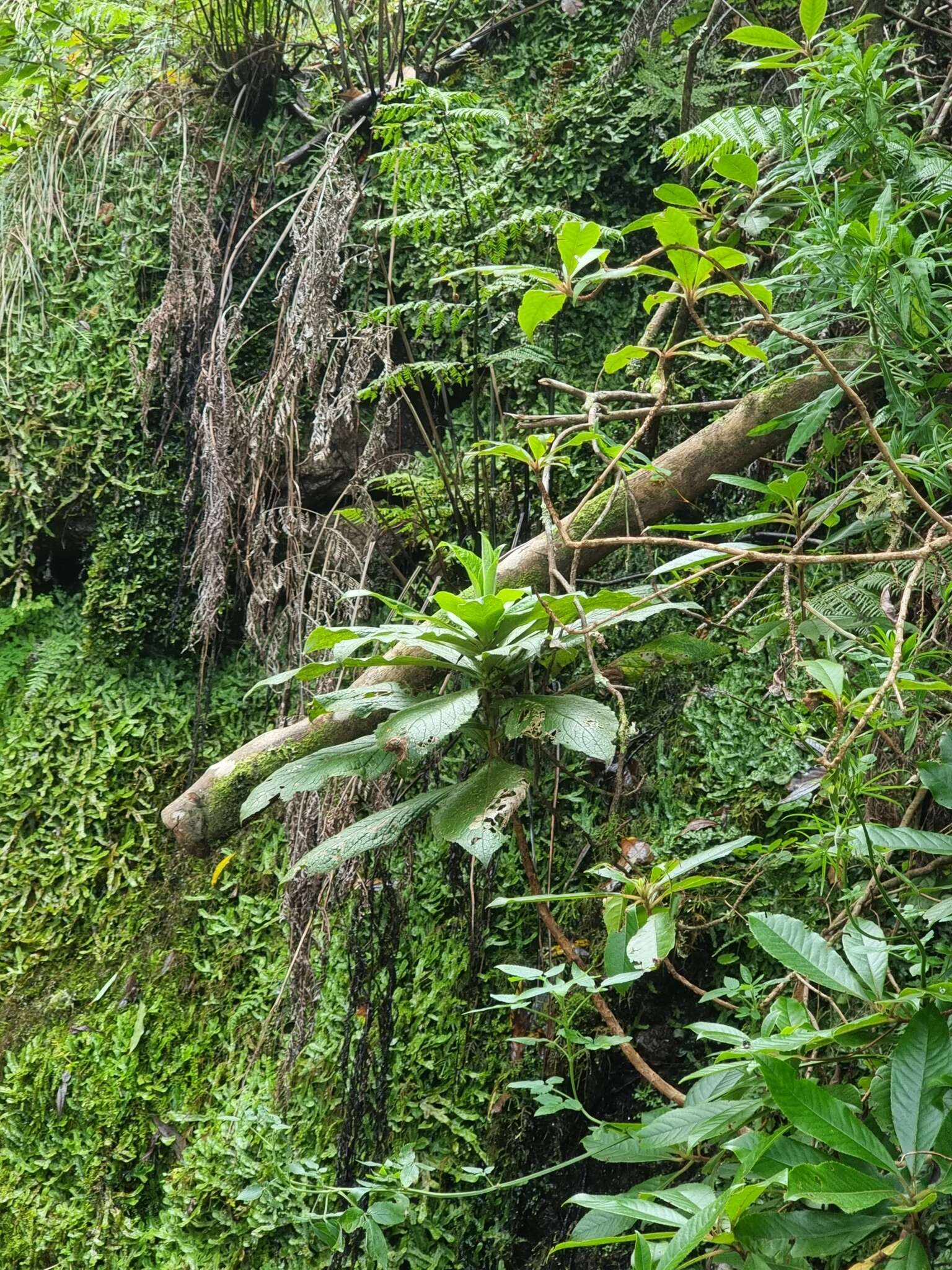 Image de Digitalis sceptrum L. fil.