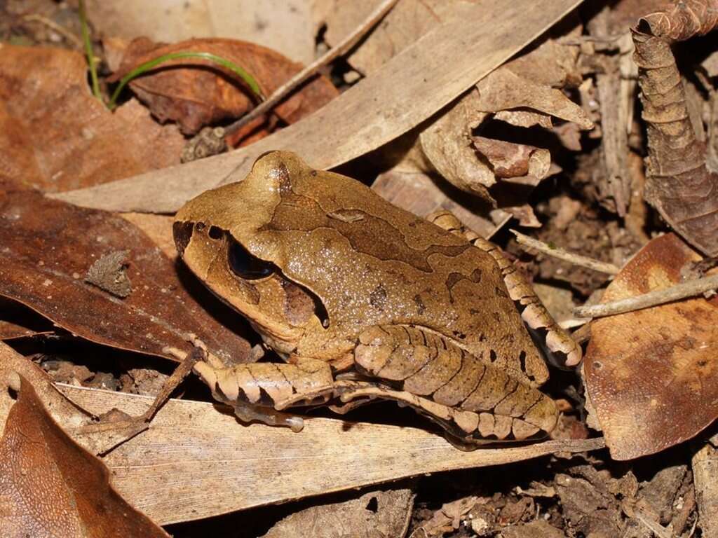 Plancia ëd Mixophyes fasciolatus Günther 1864