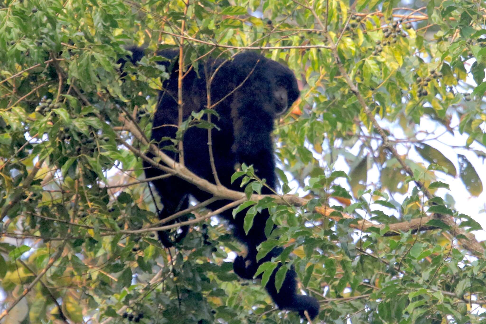 Image of siamang