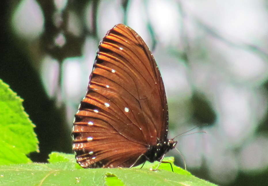 Image of Streaked Palmfly