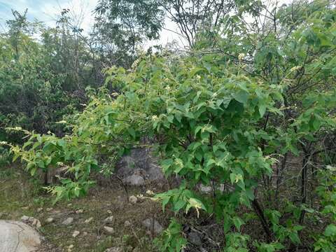 Image of Croton blanchetianus Baill.