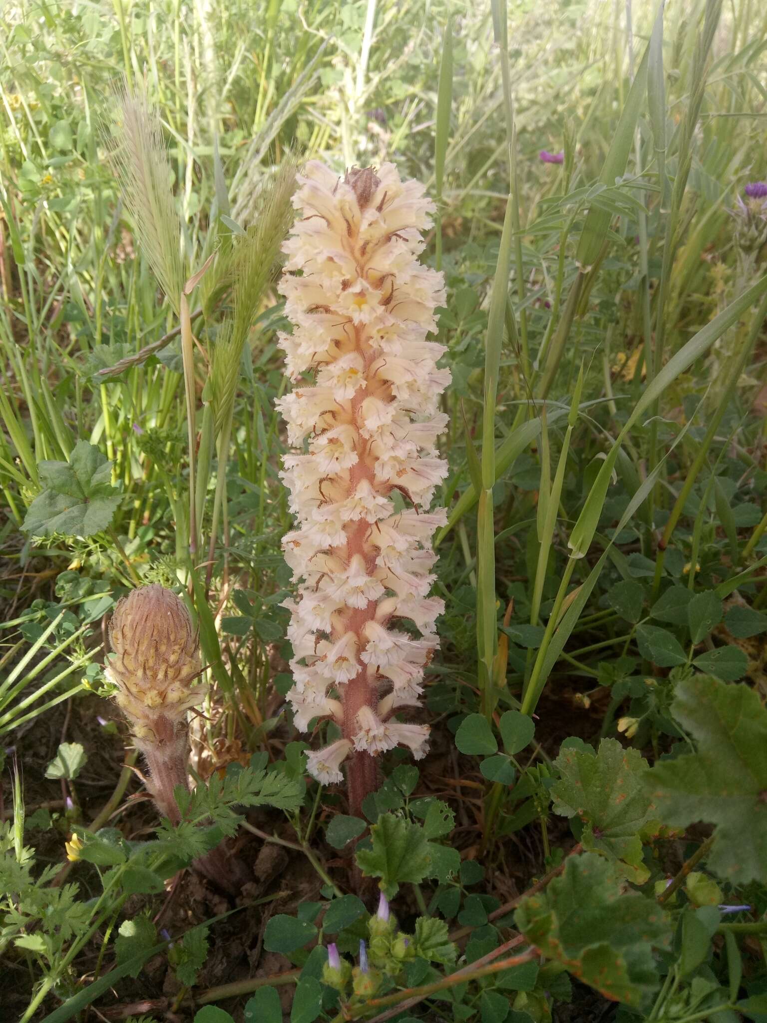 Image of Orobanche amethystea Thuill.