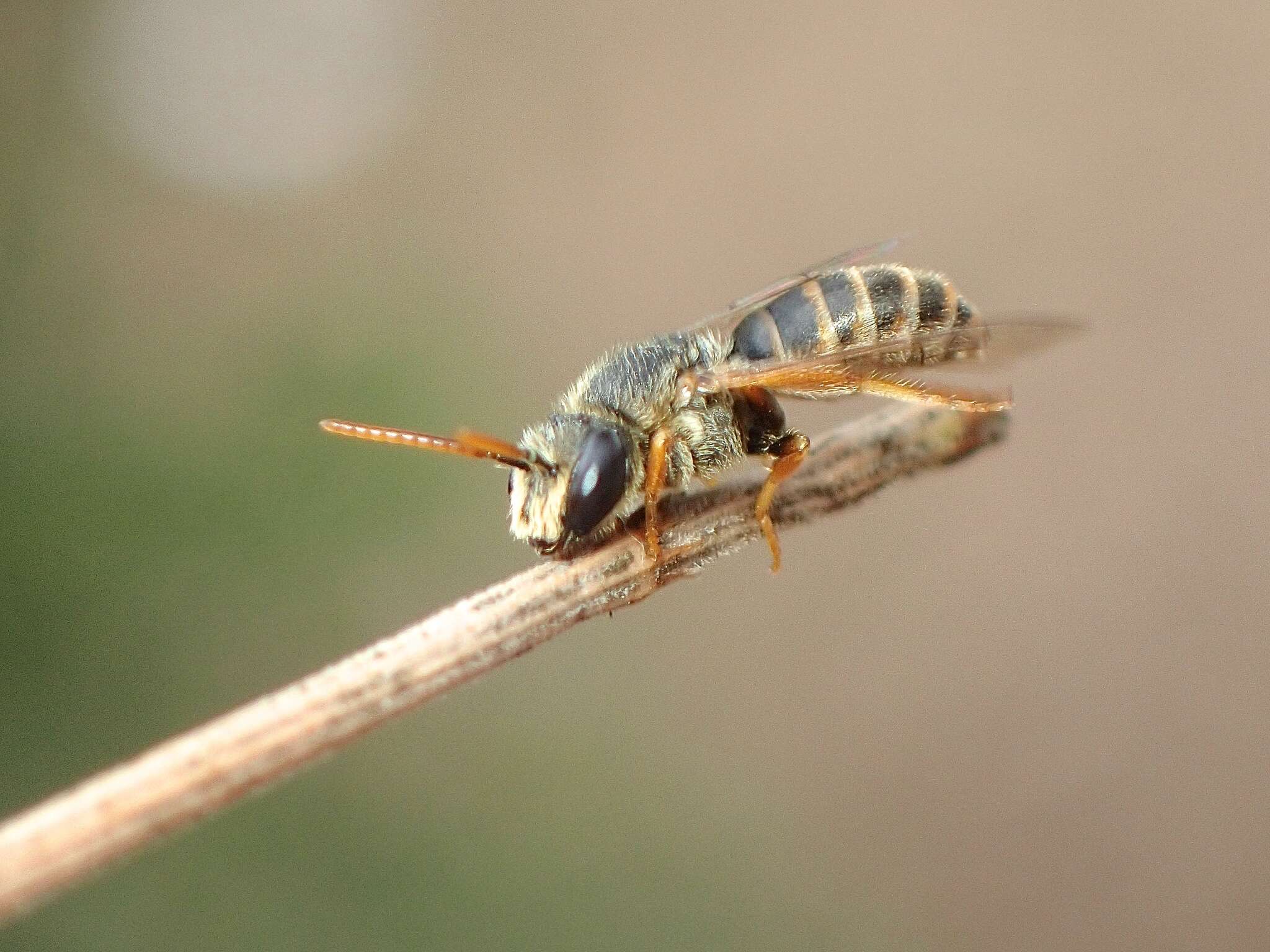 Image of Euryglossa adelaidae Cockerell 1905