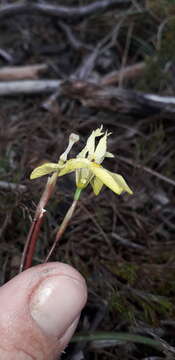 Image of Moraea bituminosa (L. fil.) Ker Gawl.