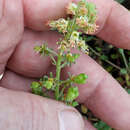 Reseda odorata L. resmi