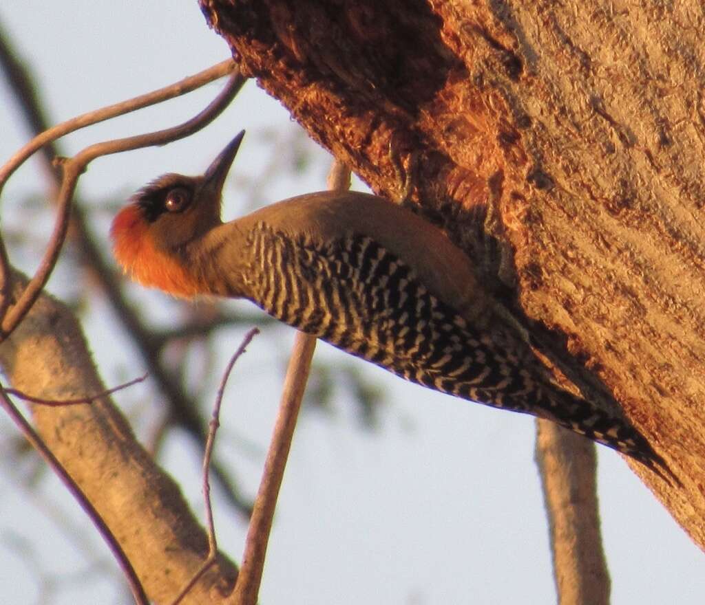 Image of Golden-cheeked Woodpecker