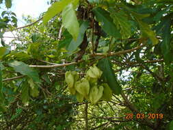 Image of Cordia oncocalyx F. Allem.