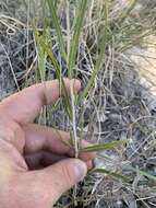 Image of Helianthus devernii Draper