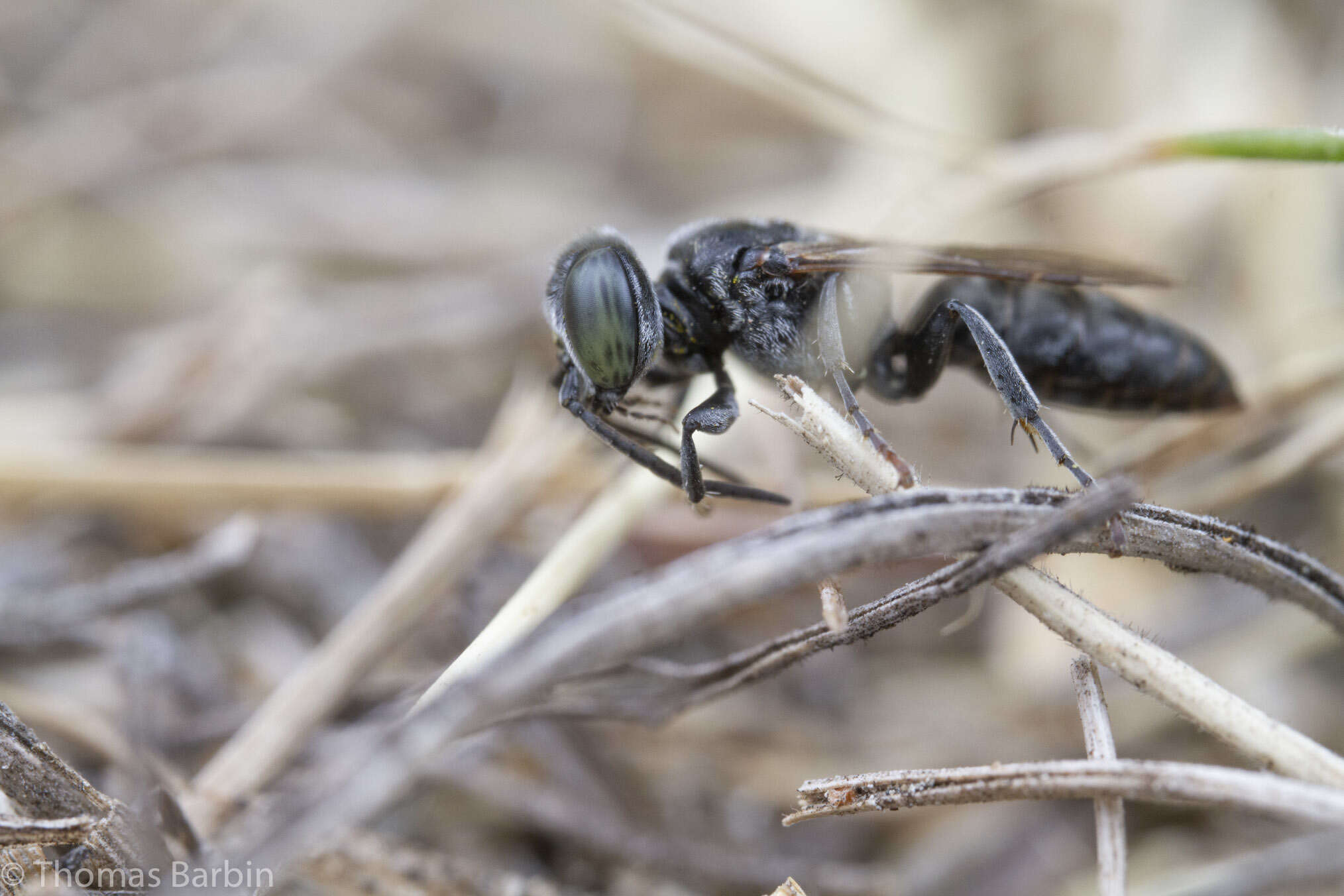 Image of Tachysphex terminatus (F. Smith 1856)