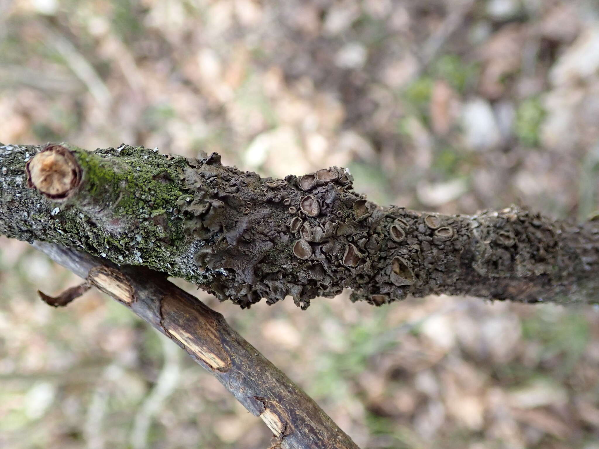 Image of melanelia lichen