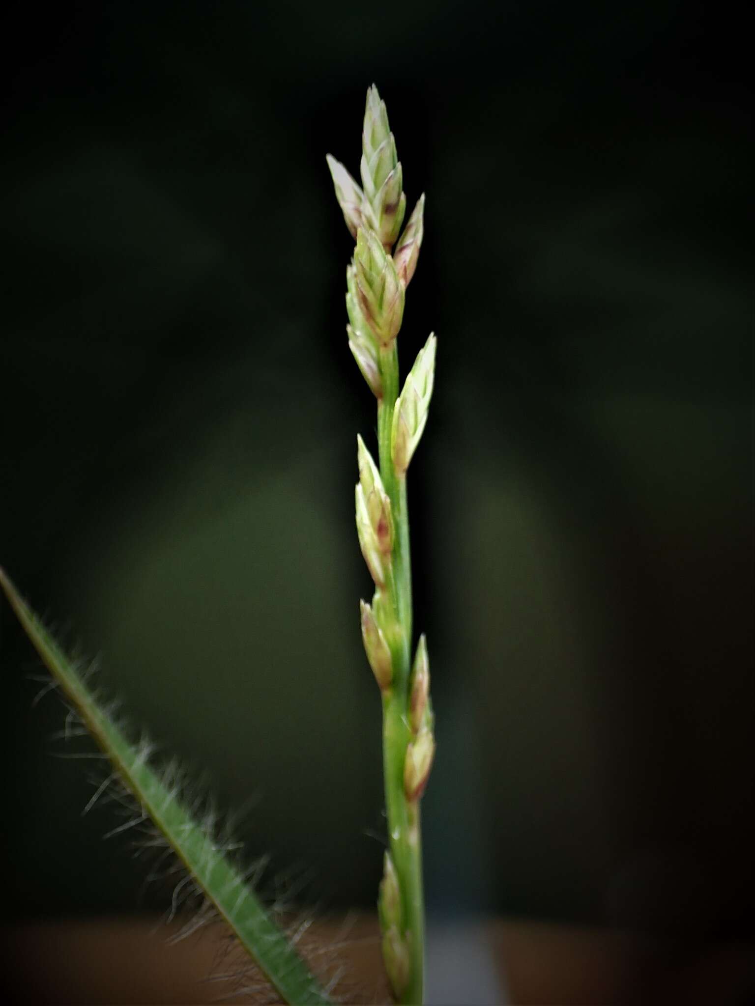 Image of Eragrostis boinensis A. Camus