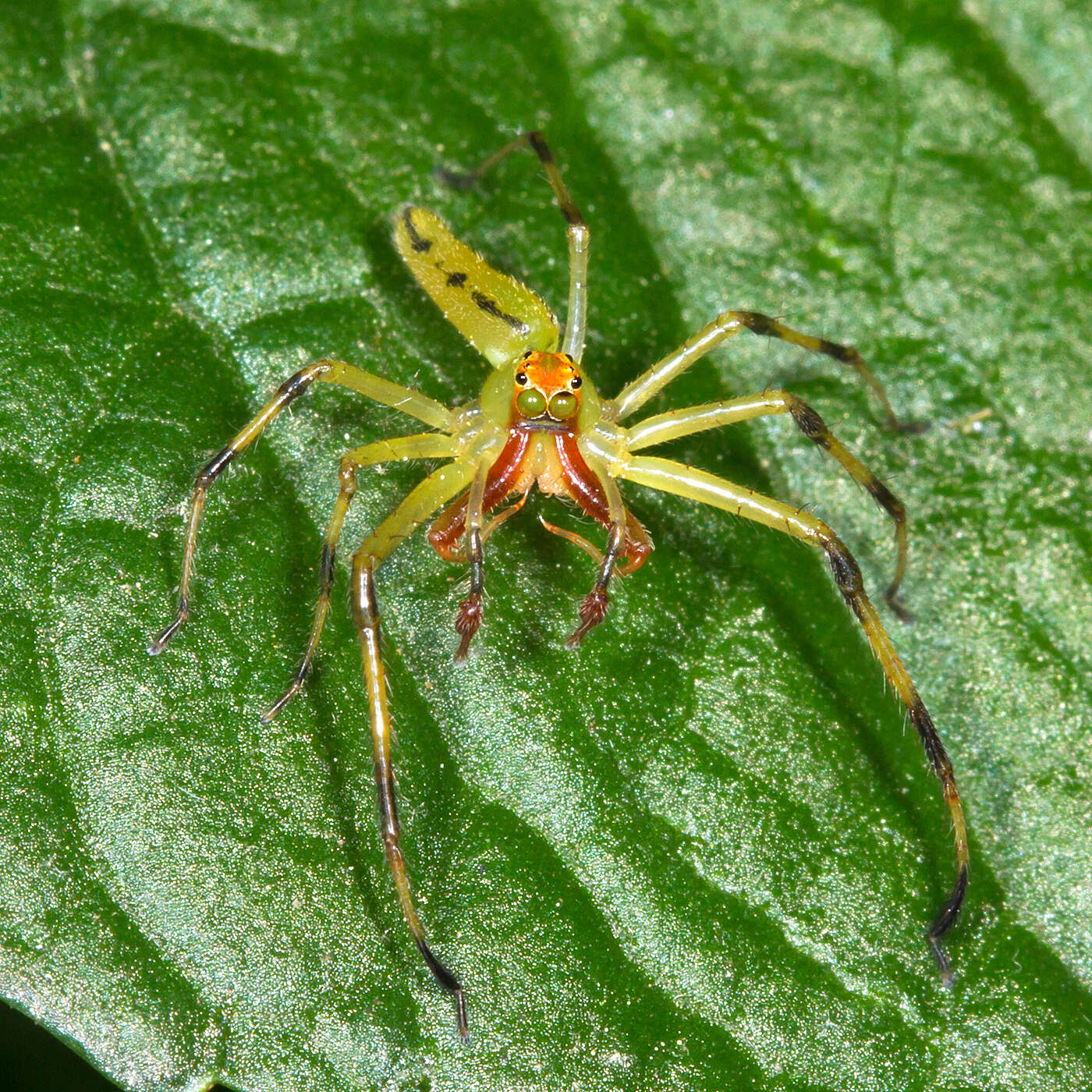 Image of Magnolia Green Jumper