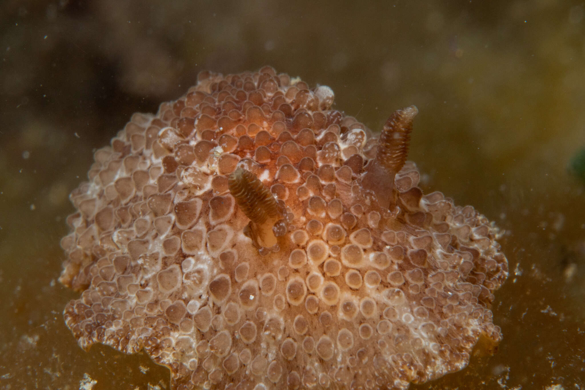 Image of Carminodoris nodulosa (Angas 1864)