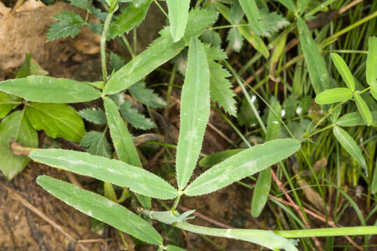 Image of Red Trefoil