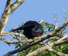 Image of Livingstone's Turaco