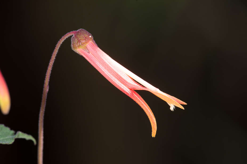 Imagem de Lobelia laxiflora Kunth