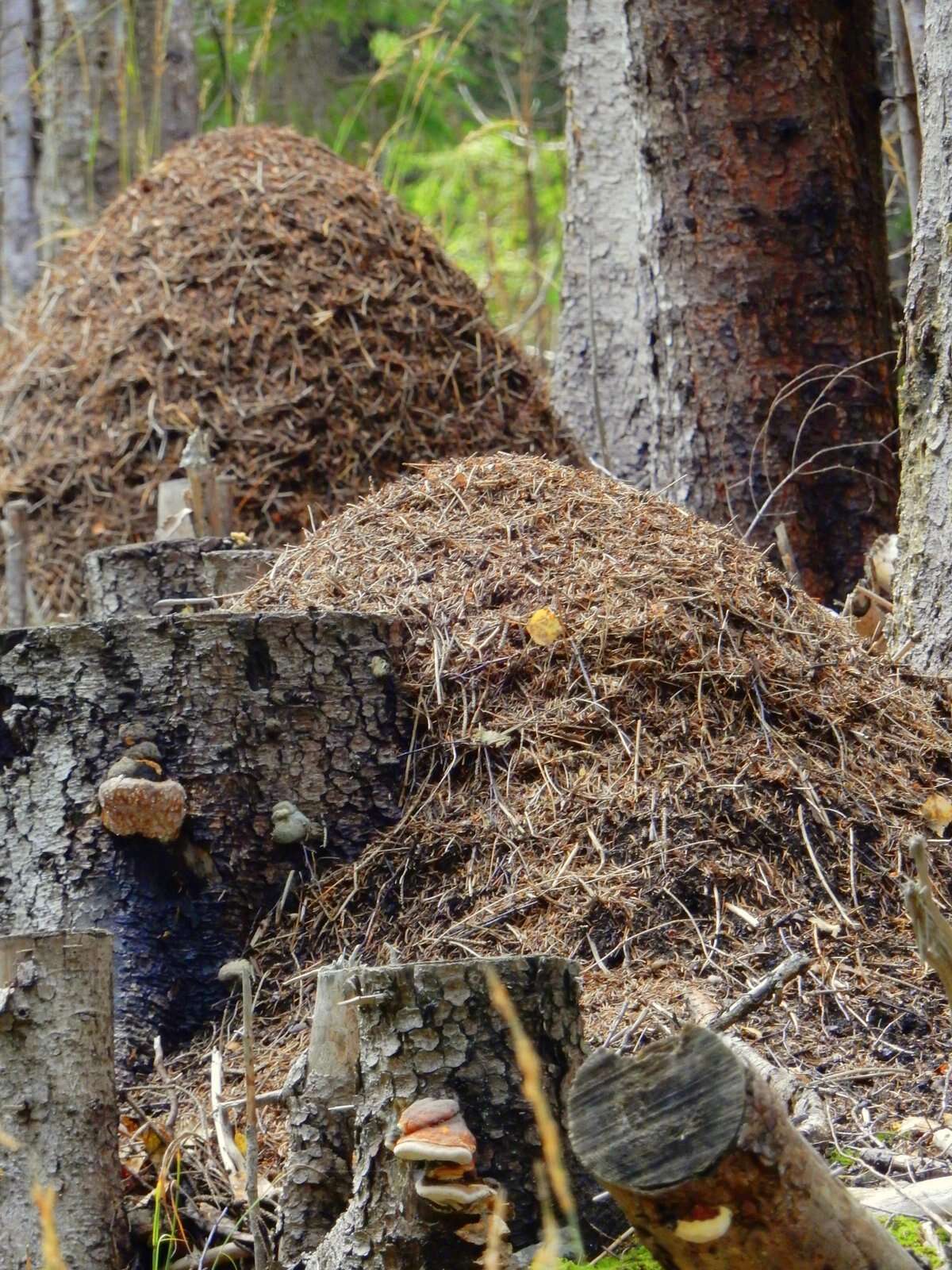 Image de Fourmi rousse des bois