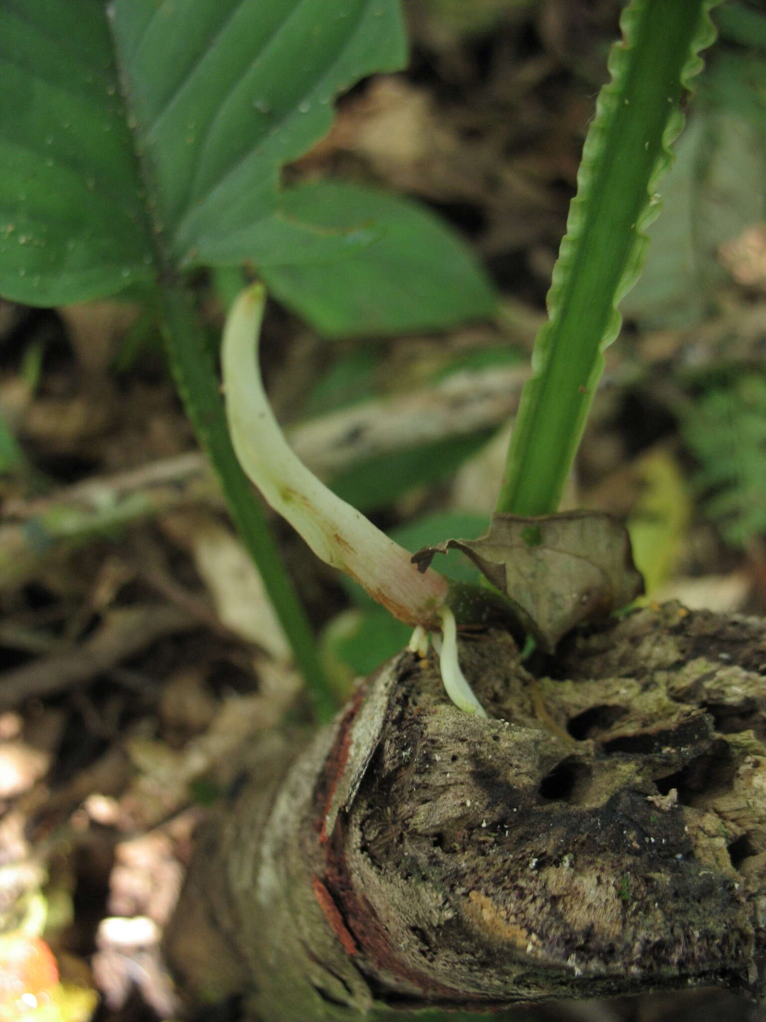 Philodendron ernestii Engl. resmi