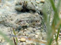 Image of Couch's Goby