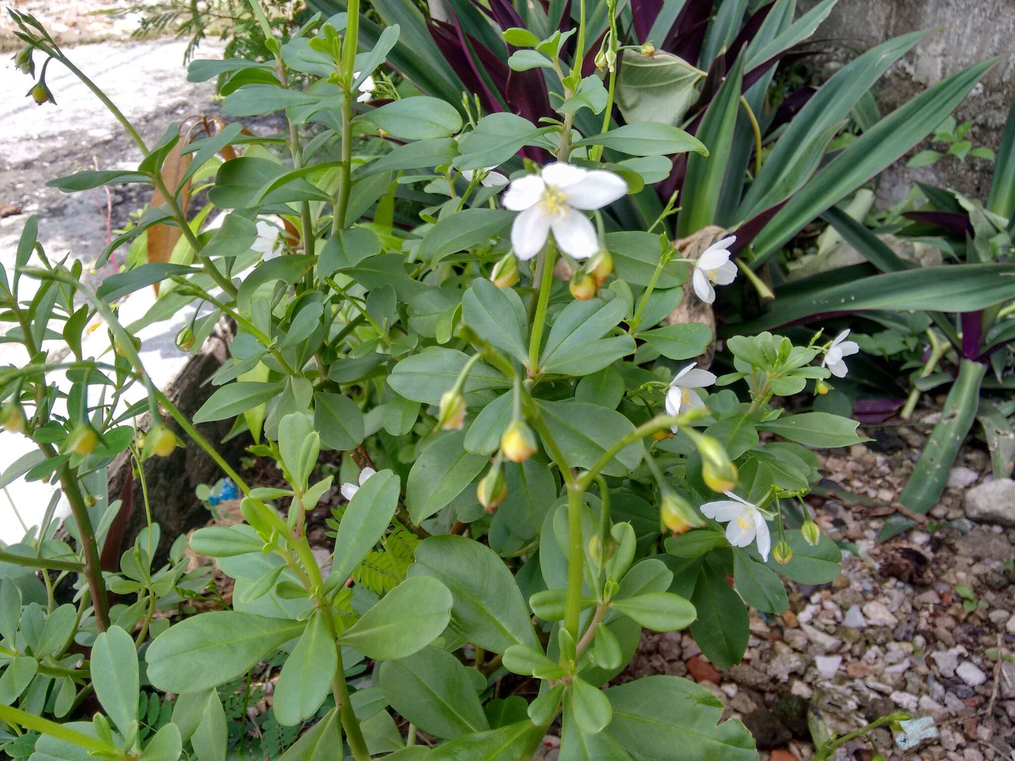 Image of Ceylon spinach