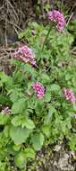 Image of Centranthus macrosiphon Boiss.