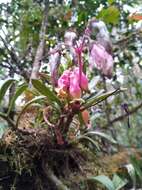 Kalanchoe porphyrocalyx (Bak.) Baill. resmi