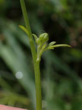 Plancia ëd Ranunculus plebeius R. Br. ex DC.