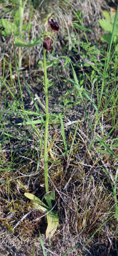 Image of Ophrys sphegodes subsp. mammosa (Desf.) Soó ex E. Nelson