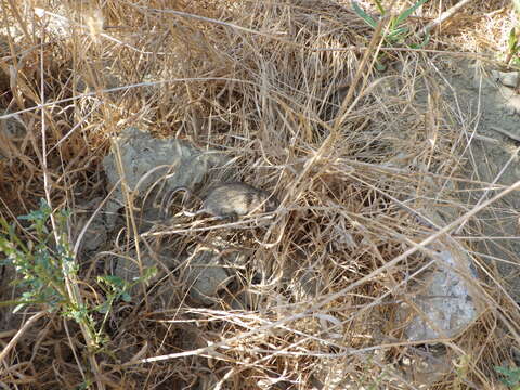 Image of California pocket mouse