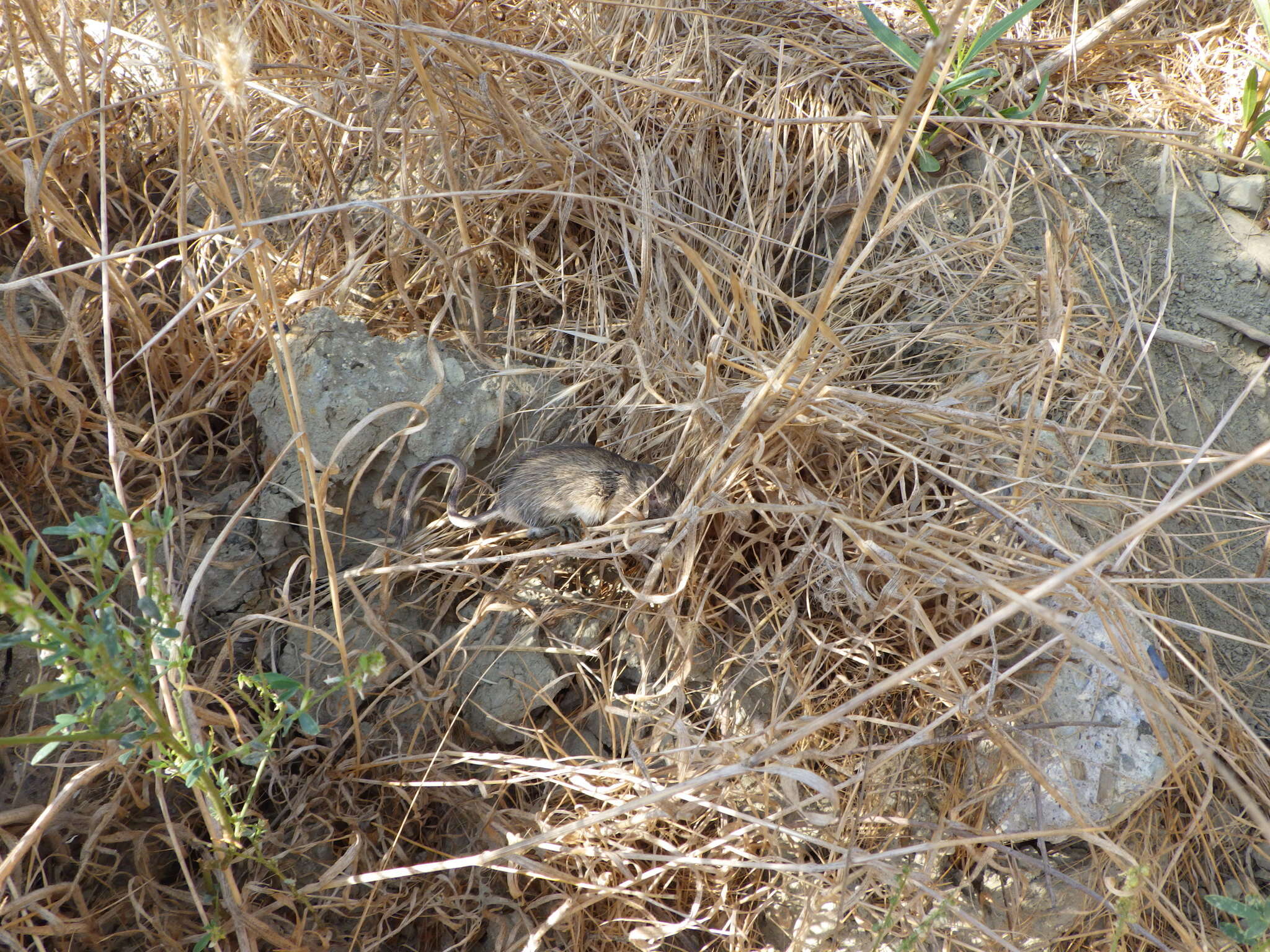 Image of California pocket mouse