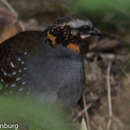 Image of Rufous-throated Hill Partridge