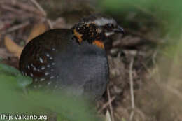 Image of Rufous-throated Hill Partridge