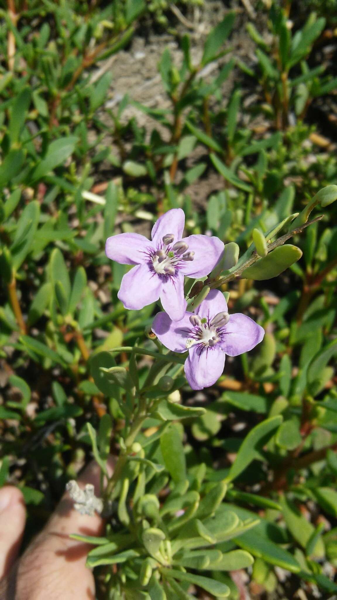 Image of Carolina desert-thorn