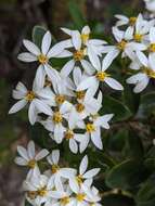 Olearia persoonioides (DC.) Benth. resmi