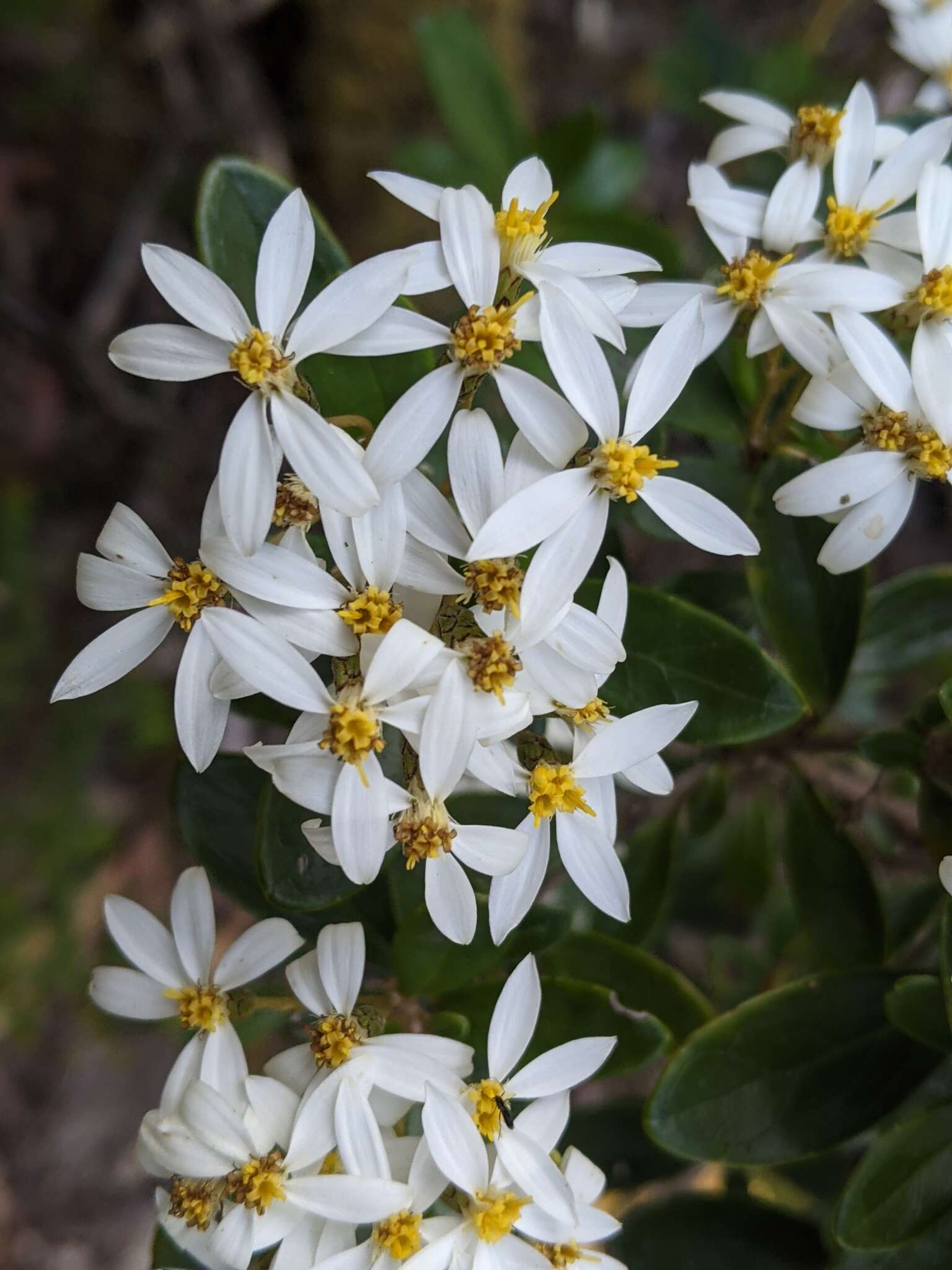 Olearia persoonioides (DC.) Benth. resmi