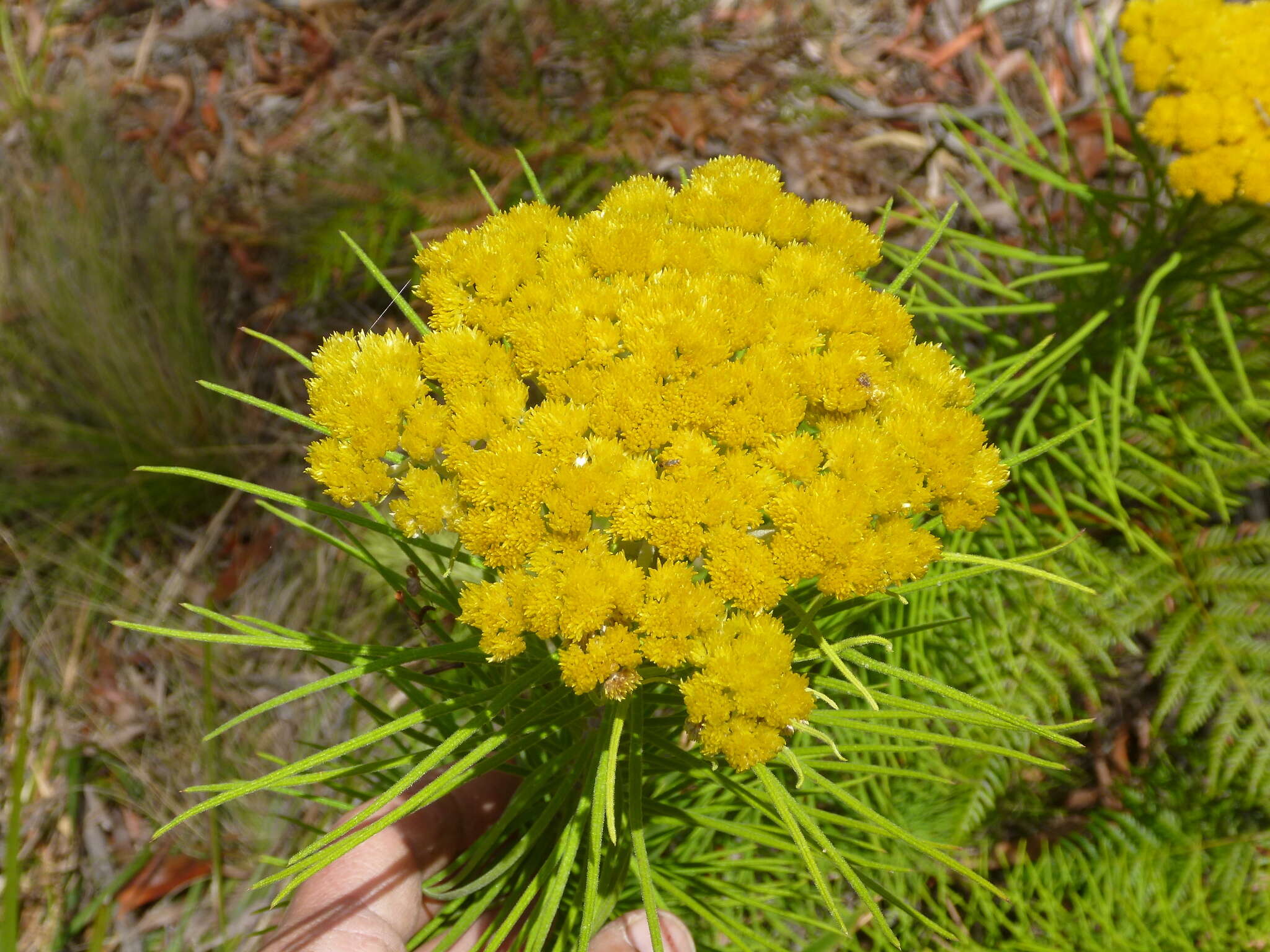 Plancia ëd Cassinia leptocephala F. Müll.